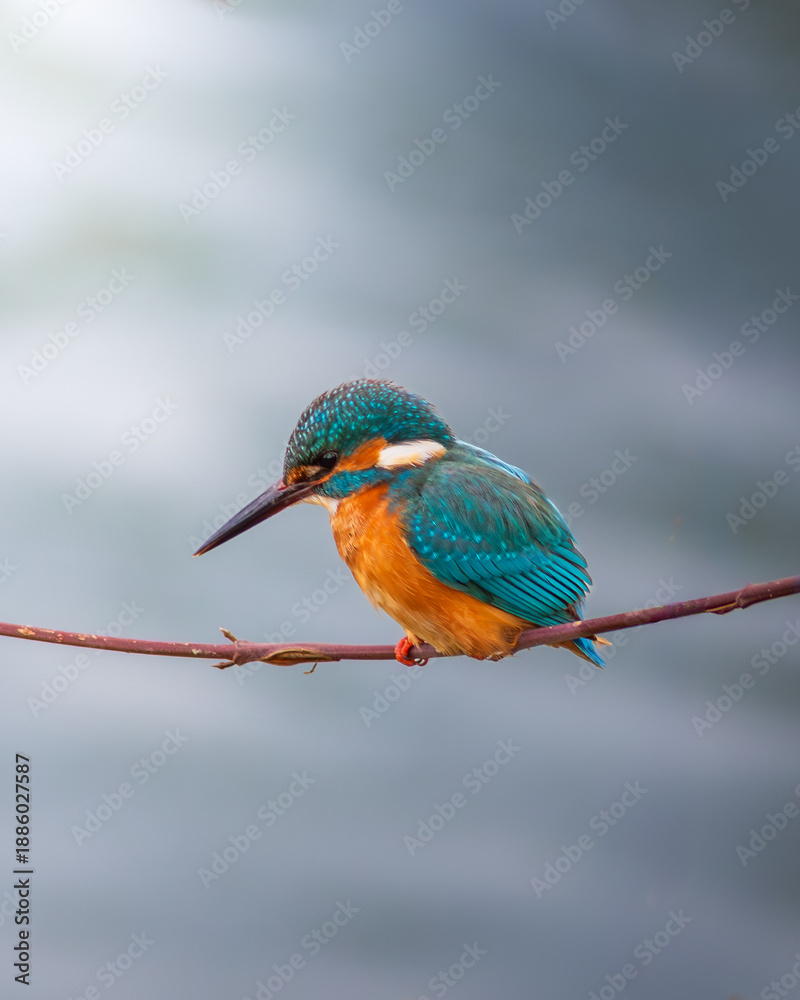 Obraz premium Kingfisher On Branch