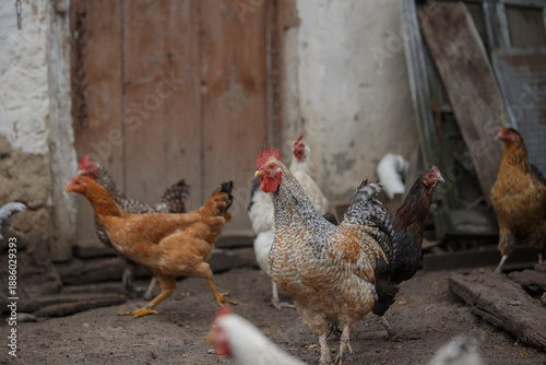 Rooster and chickens walking on dirt farmyard ground