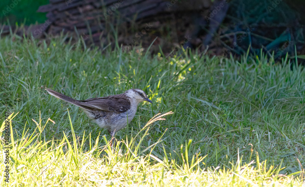 Obraz premium Photograph of a beautiful Chalk-browed mockingbird. 
