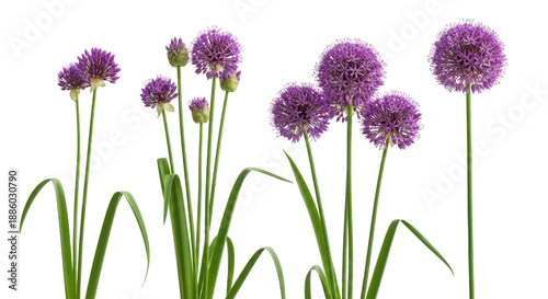 Allium flowers with green stems and leaves isolated on transparent background