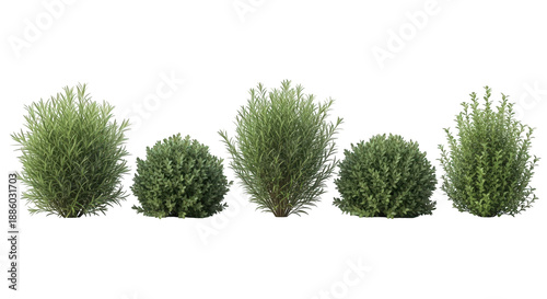 Canvas Print Set of five different green shrubs and bushes on white background