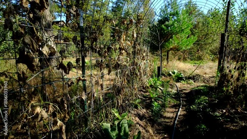 Arch shaped trellis full of dry out cucumber vines and moving camera closer toward last undeveloped gherkin cucumber hanging from withered vine