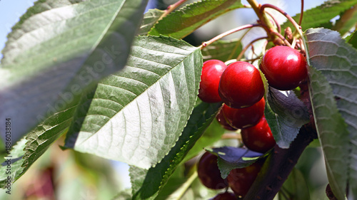 The fresh dark red cherries hanging on the tree at orchard, Selective focus of ripe prunus avium, Sweet cherry is ready to harvest or picking late spring or early summer, Health benefits of berries.