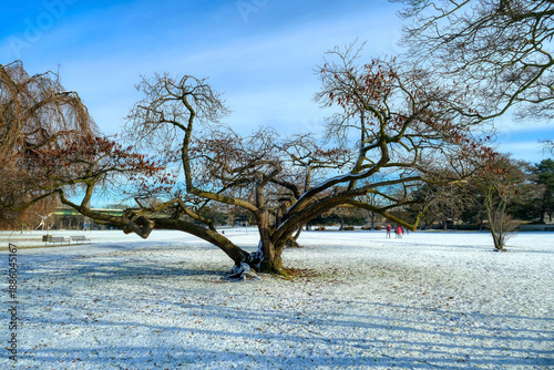 Schöner Baum in einem Park am Rhein in Köln im Winter