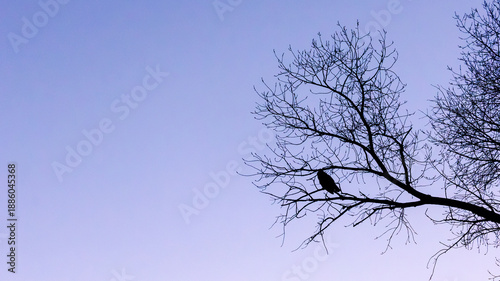 boulder colorado owl during sunset