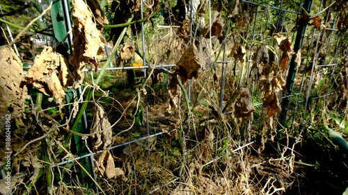 close up of last uniformed gherkin cucumber hanging from withered vine and moving camera away showing more dry out plant tangled to trellis made form cattle panels