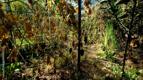 Close up of bulky gherkin cucumber hanging from withered vine and moving camera away showing more dry out plants tangled to trellis made from cattle panels
