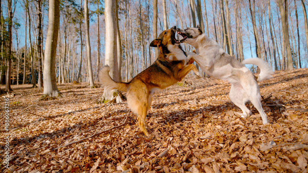 Obraz premium In bright, sunny woodland, two mixed breed dogs wrestle among each other. They stand on their hind legs with mouths open in a playful growl. Energetic pets fight in a forest strewn with fallen leaves