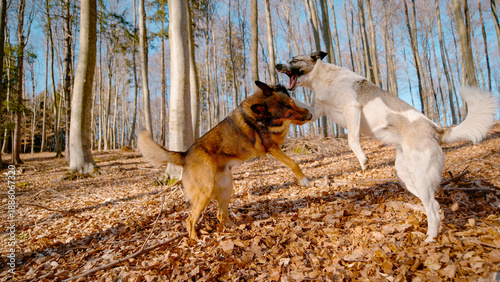 Photography Two dogs engage in a spirited wrestling match among tall trees in a sunny forest carpeted with brown autumn leaves