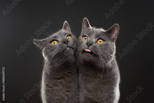 Silly portrait of two blue British Shorthair cats, siblings, on a gray background. One cat sticks out its tongue.