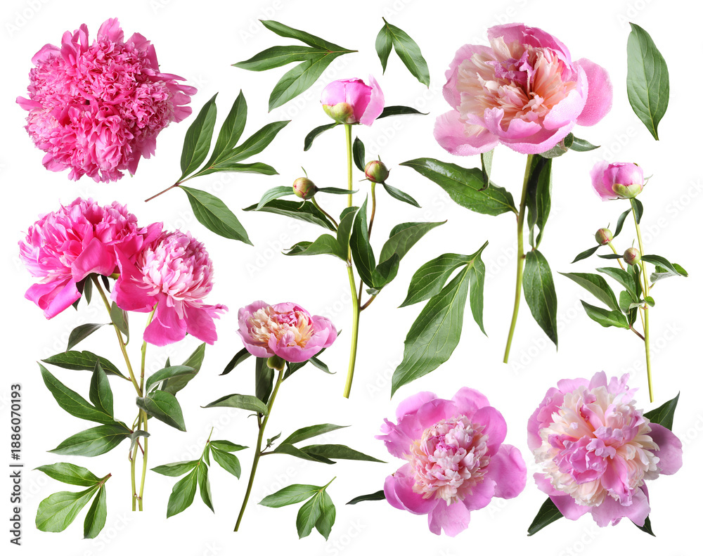 Obraz premium Fresh peonies with green leaves isolated on white, set