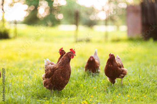 Quadro su tela Flock of free range roosters and hens walking on grass field on farm courtyard a
