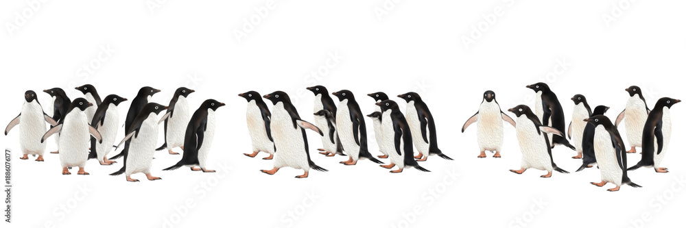 Fototapeta premium Group of Adélie penguins walking and huddling together isolated on white background, panoramic collection of Antarctic flightless birds