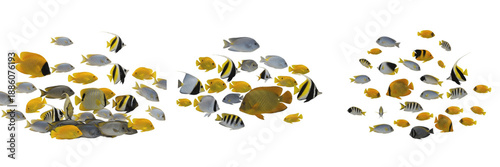 Photos Collection of tropical coral reef fish isolated on white background, group of ex