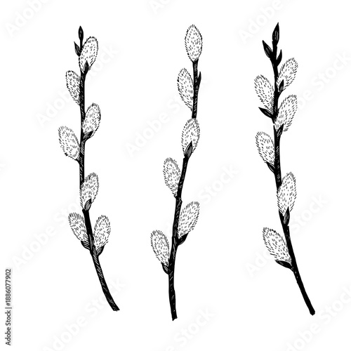 Pussy willow twigs isolated on white background. Hand-drawn elements in vintage engraving style.