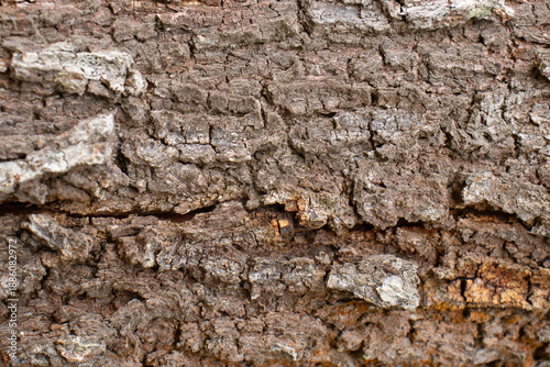 Wallpaper Mural beautiful natural texture in shades of beige Torontodigital.ca