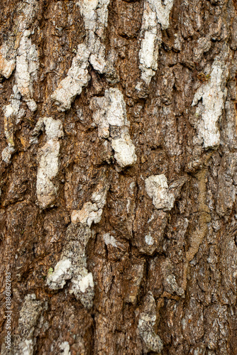 Wallpaper Mural beautiful natural texture in shades of beige Torontodigital.ca