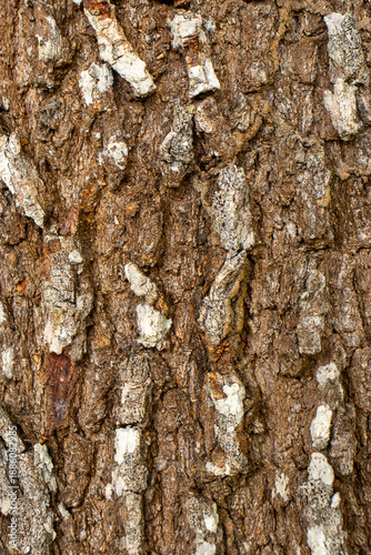 Wallpaper Mural beautiful natural texture in shades of beige Torontodigital.ca