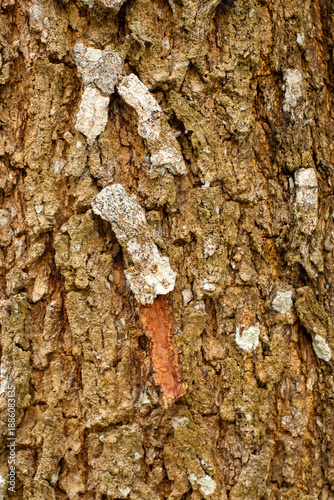Wallpaper Mural beautiful natural texture in shades of beige Torontodigital.ca