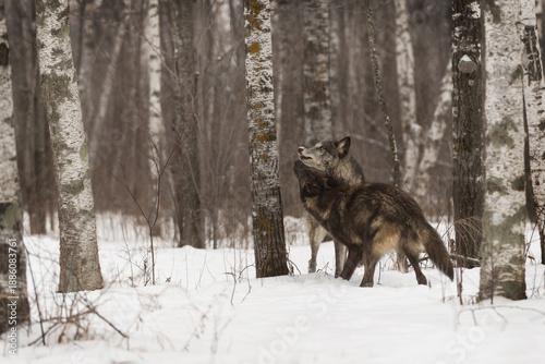 Dominant Grey Wolf (Canis lupus) Gets Licked By Subordinate Winter