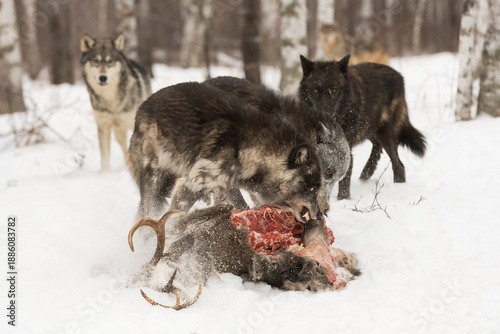 Grey Wolf Pack (Canis lupus) Stand Back and Observe Dominant Female Defending Deer Body Winter