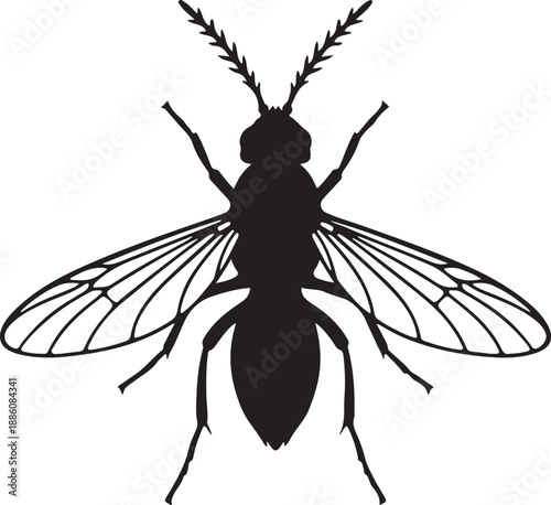 Gnat Silhouette on White Background
