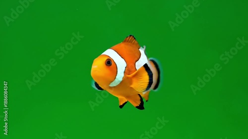 Vibrant clownfish swims gracefully against a solid green background, showcasing its striking orange and white stripes.