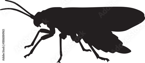 Lightning Bug Silhouette on White Background