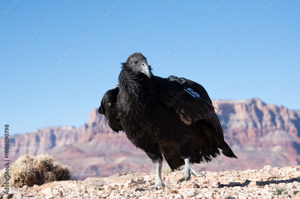 Fototapeta premium A juvenile California Condor, a critically endangered species, is being released into the wild near the Grand Canyon in Arizona.