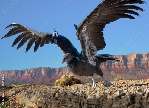 A juvenile California Condor, a critically endangered species, is being released into the wild near the Grand Canyon  in Arizona.