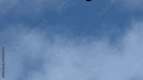 Hunting buzzard circles against a cloudy sky	
