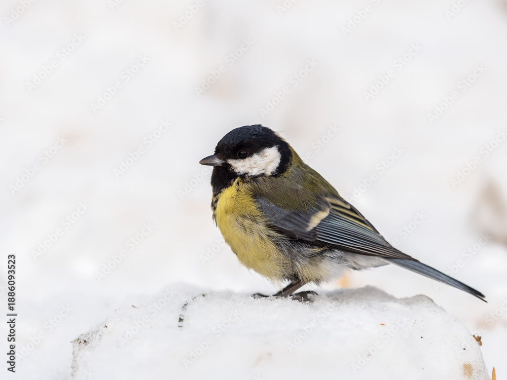 Naklejka premium Cute bird Great tit, songbird sitting on a branch with snow in the autumn or winter.
