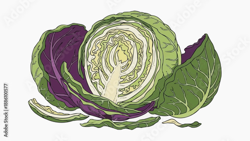 Cabbage illustration with green and purple leaves on white background  