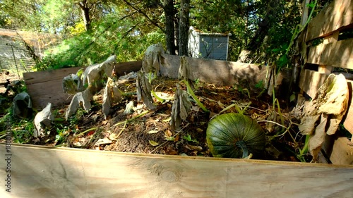 Close up of Unripe or green or unmatured pumpkin and moving camera away revealing plant being growing on pile of chickens waste next to animal enclosure