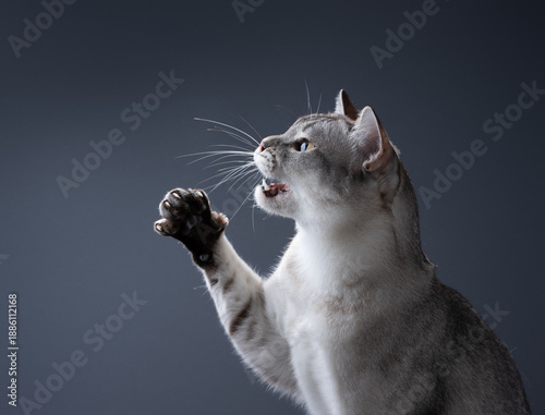 Fotografía A silver-grey burmese cat is captured in a dynamic pose