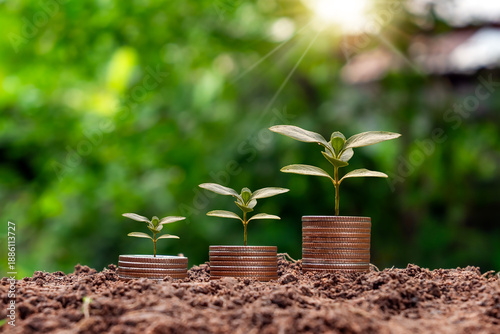The sequence of growth of the tree on top of the pile of coins symbolizes the concepts of financial growth, economic growth, and sustainable development.