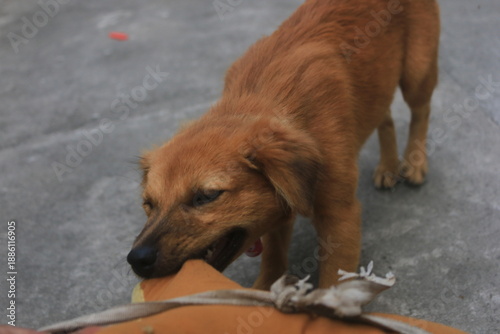 A blonde dog is playing in the yard looking happy. playing and biting a doll. blur zoom.