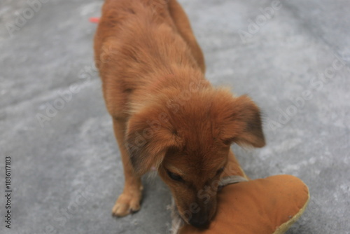 A blonde dog is playing in the yard looking happy. playing and biting a doll. blur zoom.