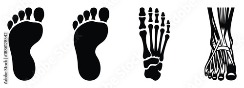 Anatomical foot bones and sole in medical design with skeleton structure for podiatry analysis study