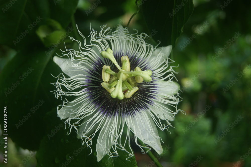 Fototapeta premium Passiflore - Fleur de la passion