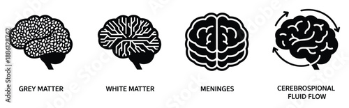 Brain icon set on transparent background featuring grey matter white matter meninges and fluid flow