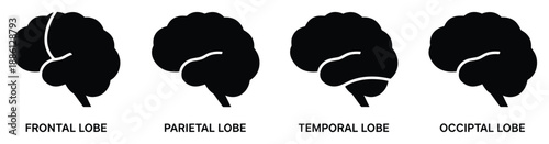 Brain lobes anatomy vector illustration of frontal parietal temporal occipital icon brain diagram