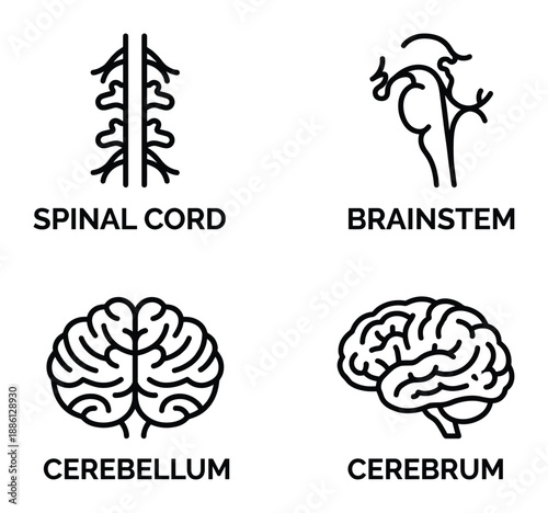 Central nervous system anatomy with spinal cord brainstem cerebellum and cerebrum symbols set