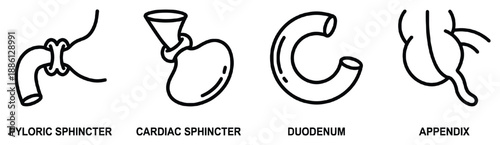 Diagram of human digestive system organs, pyloric sphincter, appendix, duodenum and cardiac sphincter