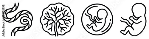Embryo development icon set simple design placental stage pregnant woman trimester foetus growth