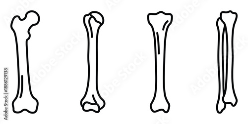 Femur bone set leg bone anatomy human body medical icon vector illustration simple design