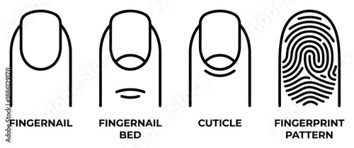 Fingernail and fingerprint pattern various elements of hand anatomy nail bed cuticle vector illustration