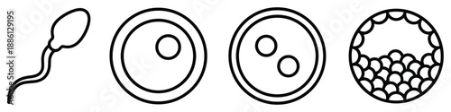 Fertilization cell division icon set egg sperm development process science vector illustration