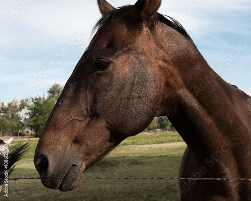 portrait of a brown horse