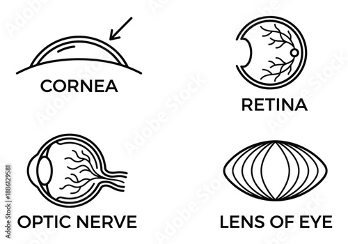 Human eye anatomy set with cornea retina optic nerve and lens isolated on transparent background